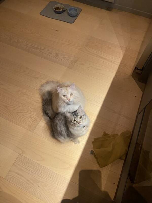 Katt - Sibirisk katt 