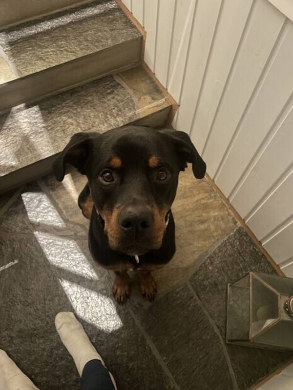 Hund - Rottweiler miks