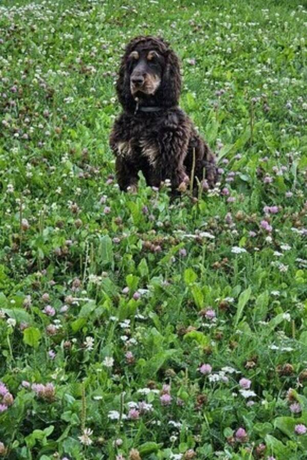 Hund - Cockerpoo Enzo