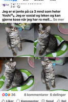 Min katt