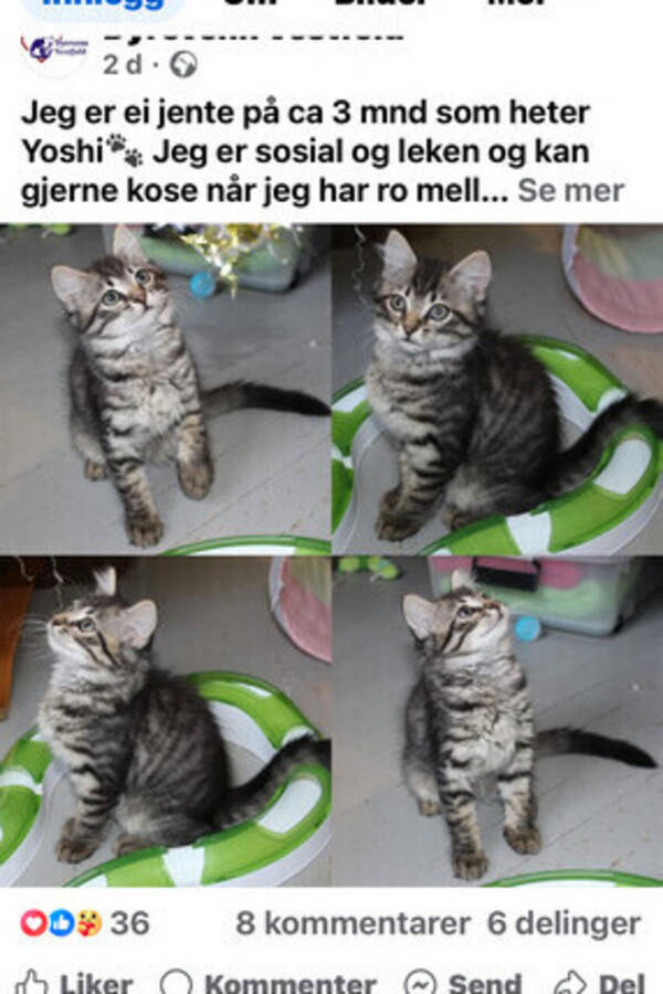 Katt - Min katt Katt - Min katt