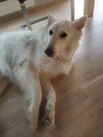 Hvit gjeterhund Hvit gjeterhund