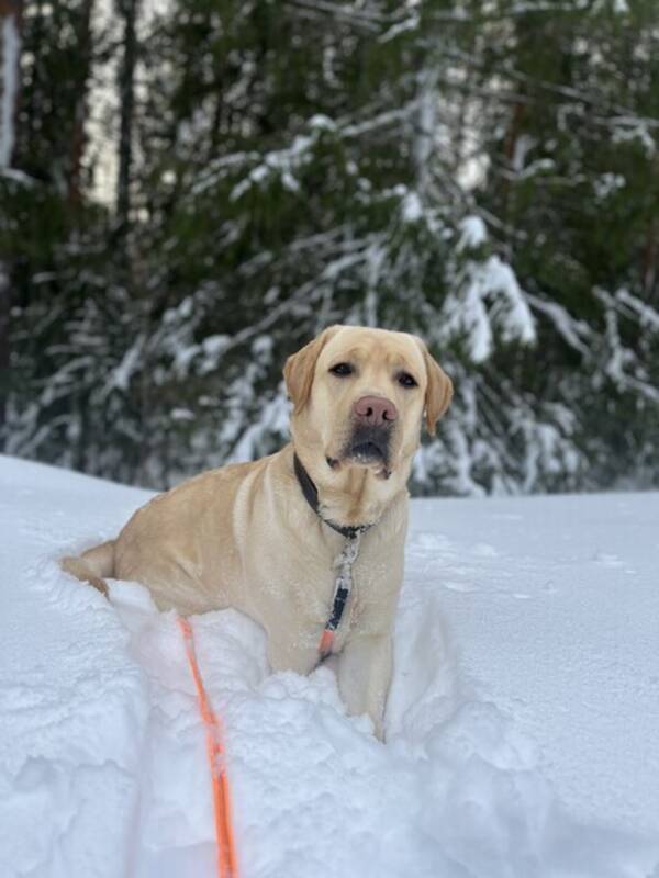 Hund - Labrador Cash