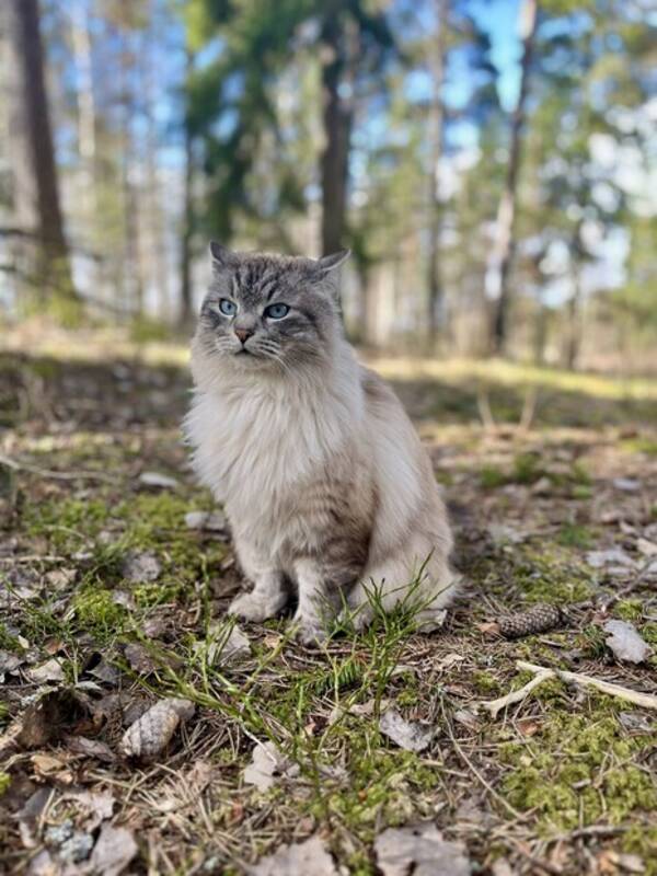 Katt - Katten Fenix