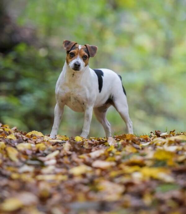 Hund - Odda -Dansk-svensk grdshund 