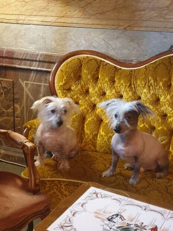 Hund - Milo och Bowie 