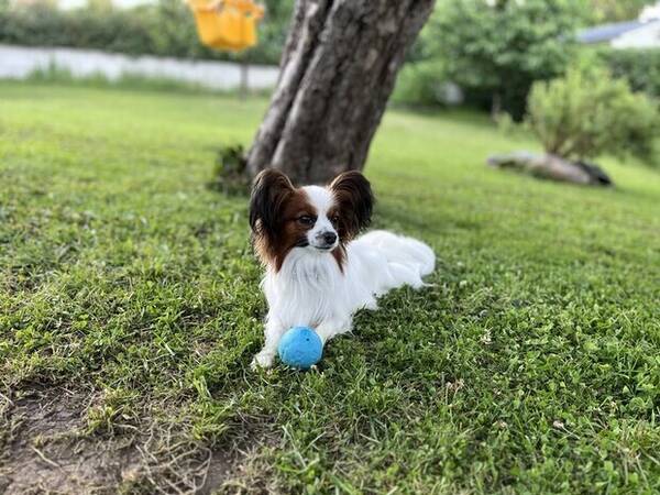 Hund - Papillon Minou