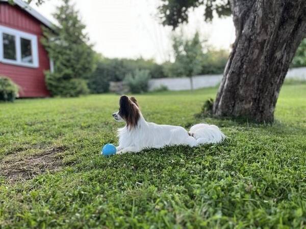 Hund - Papillon Minou