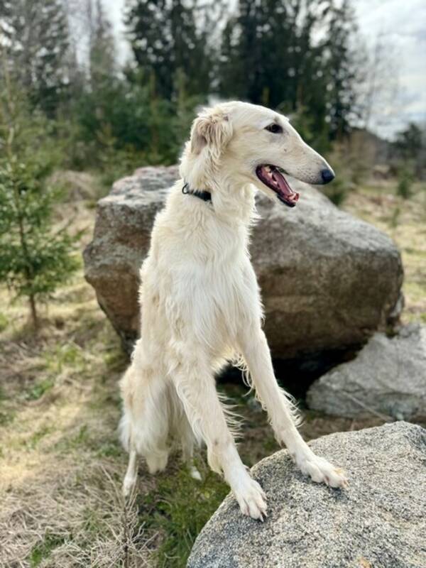 Hund - Borzoi Volga