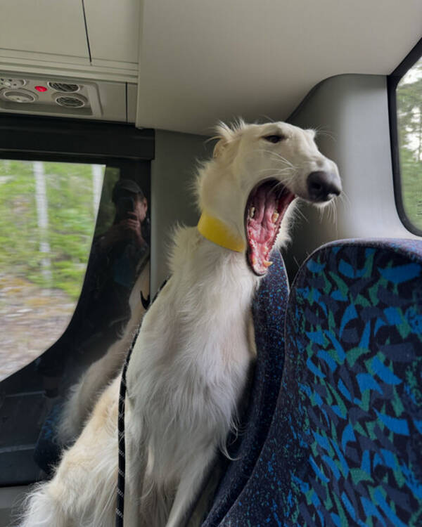 Hund - Borzoi Volga