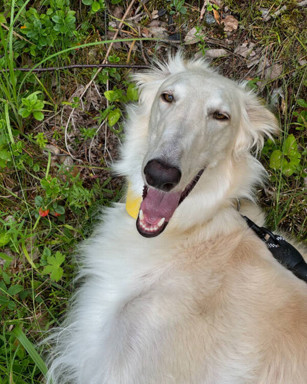 Hund - Borzoi Volga