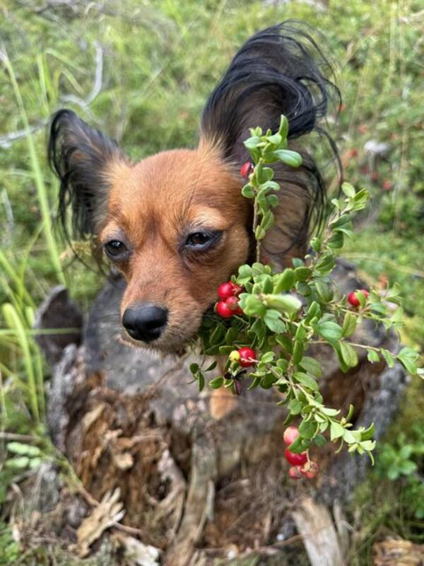 Hund - Russkiy toy Brusnika 