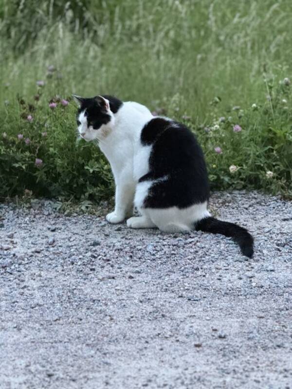 Katt - Katten Messi