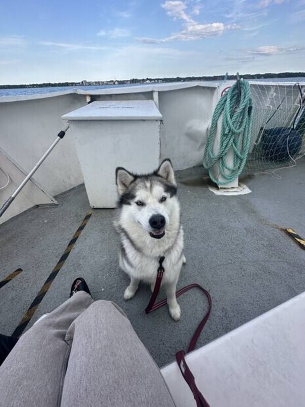 Hund - Alaskan Malamute