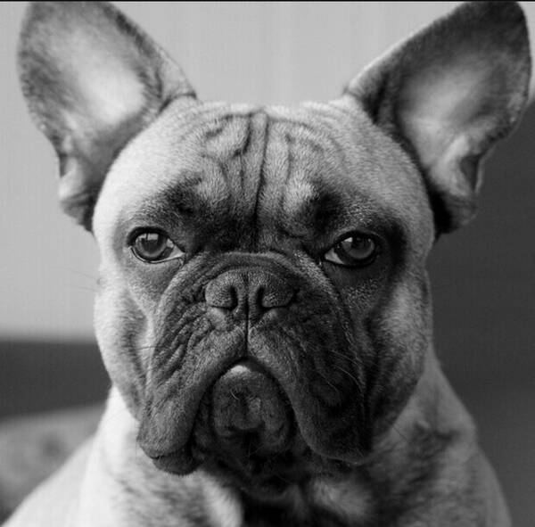 Hund - Fransk bulldog Hund - Fransk bulldog