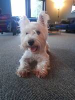 White terrier White terrier