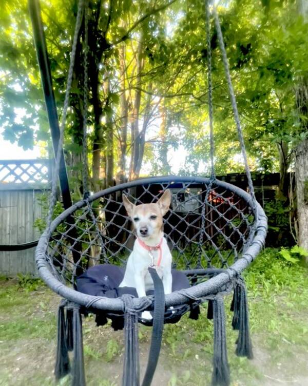 Hund - Blandrasen Peps 