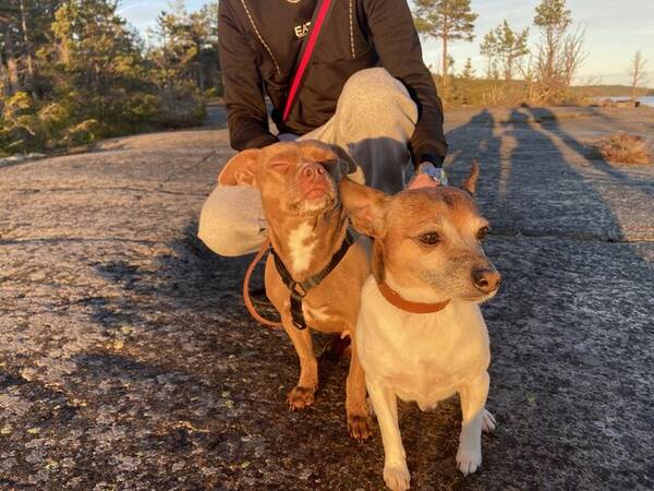 Hund - Mina hundar Peps & Zoey 