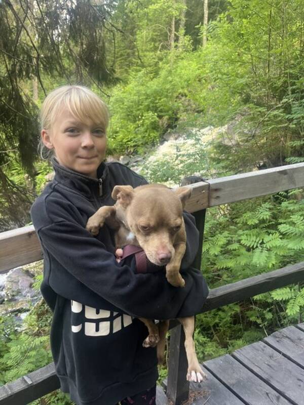 Hund - Amstaff/chihuahuan Zoey