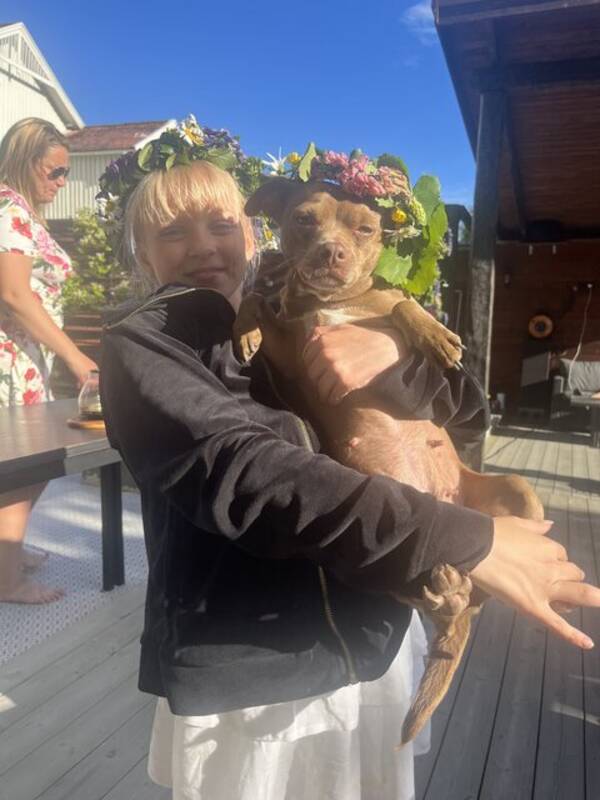 Hund - Amstaff/chihuahuan Zoey