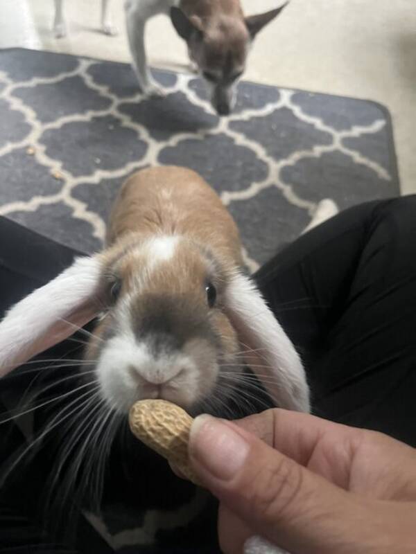 Övrigt - Min kanin Alice