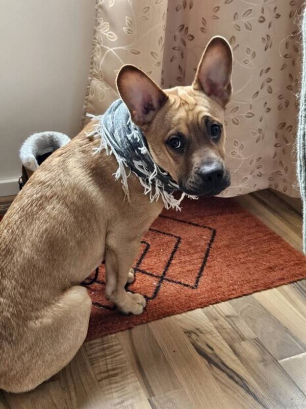 Hund -  Fransk bulldog,labrador,shar pei.