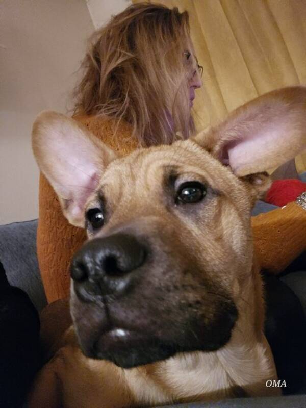 Hund -  Fransk bulldog,labrador,shar pei.