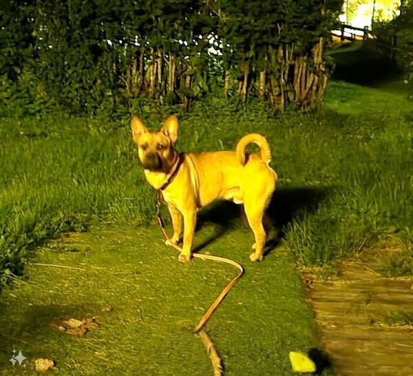 Hund -  Fransk bulldog,labrador,shar pei.