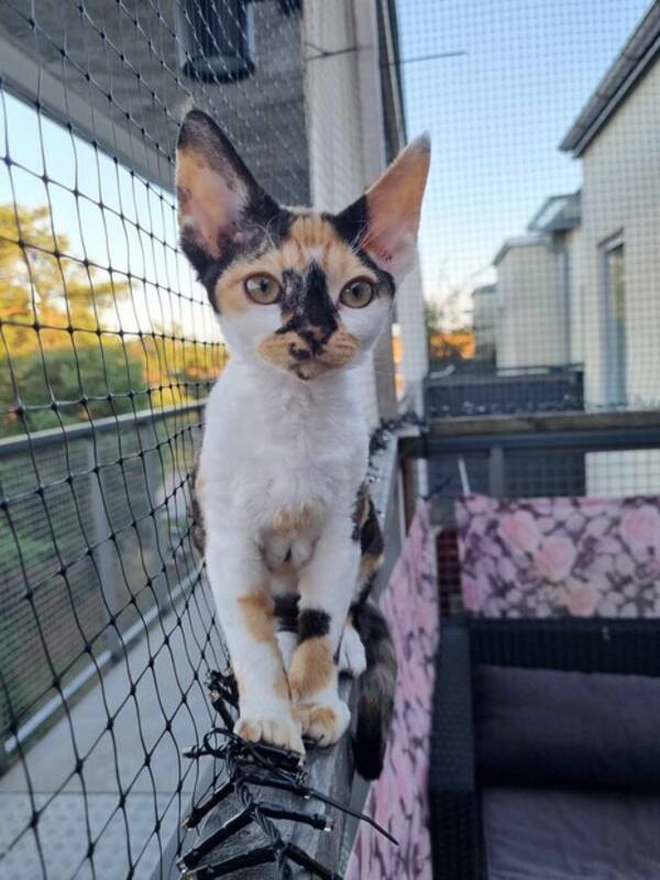 Katt - Muffin. Katt - Muffin.