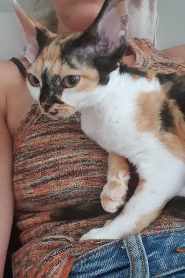 Katt - Muffin. Katt - Muffin.