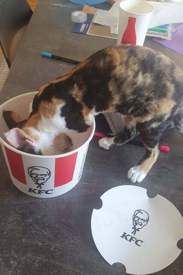 Katt - Muffin. Katt - Muffin.