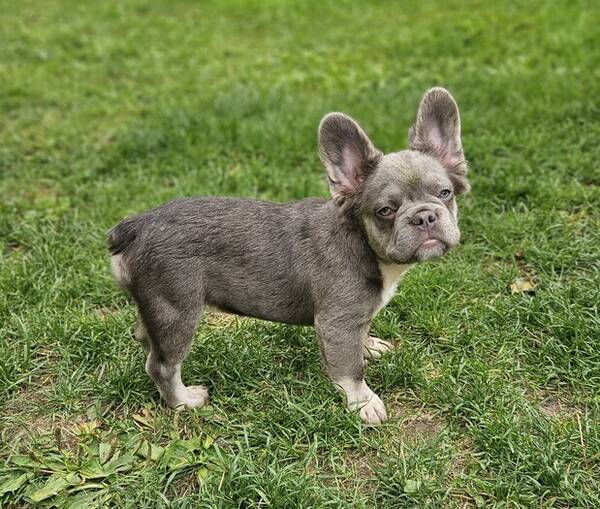 Hund - Lnghrig fransk bulldog tik