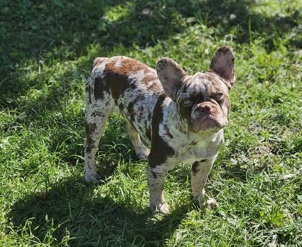 Hund - Fransk bulldog 