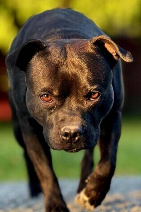 Hund - Staffordshire bullterier 