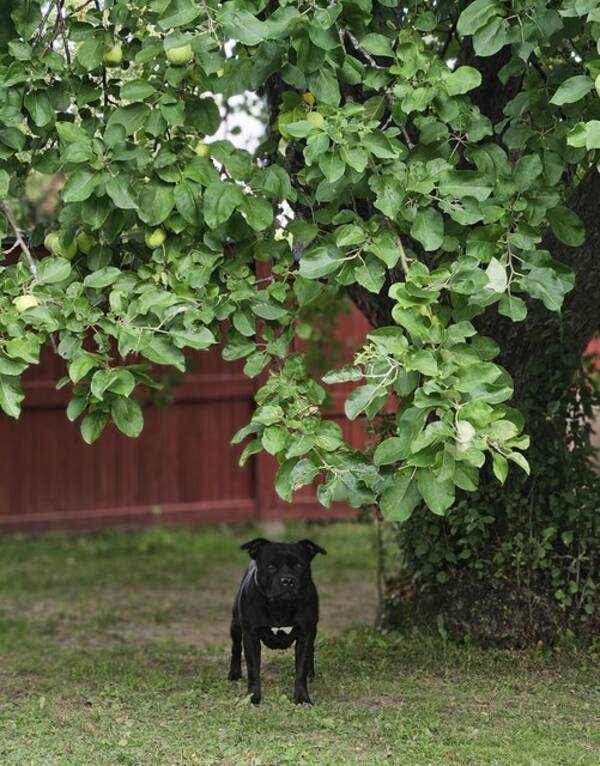 Hund - Staffordshire bullterier 