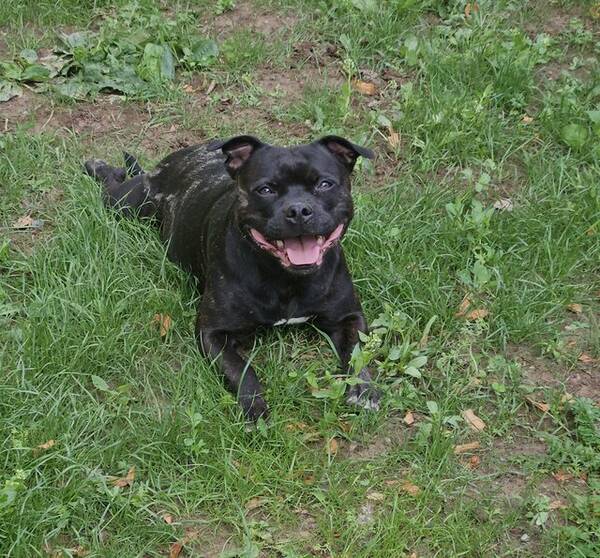 Hund - Staffordshire bullterier 