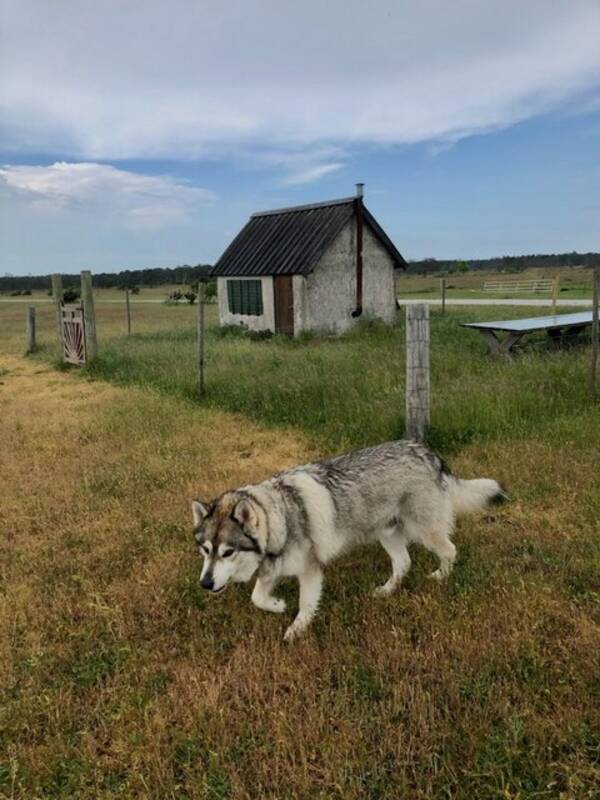 Hund - American Wolfdog