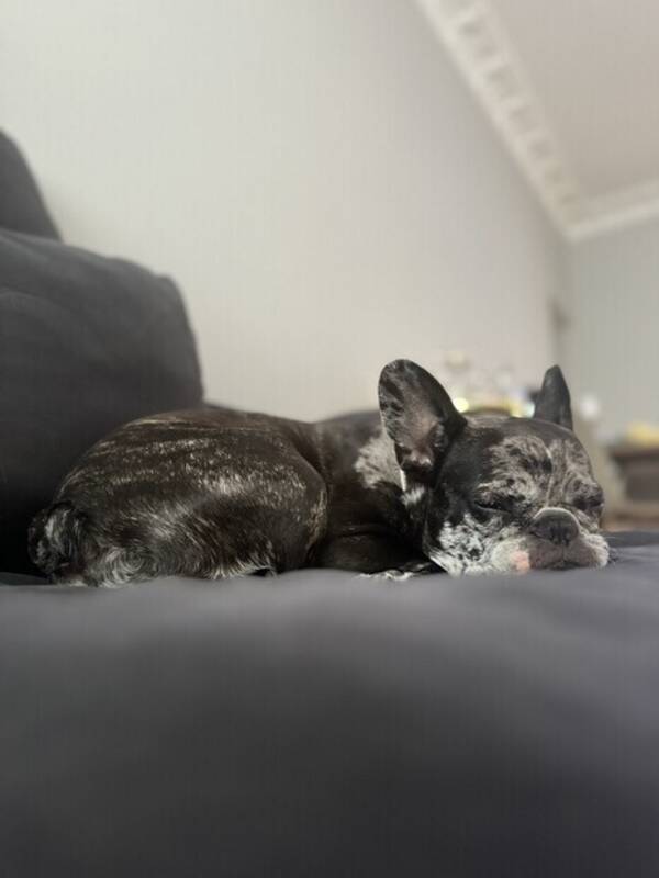 Hund - Franskblldog  Hund - Franskblldog