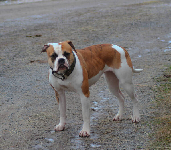 Hund - Amerikansk Bulldog Gabbi