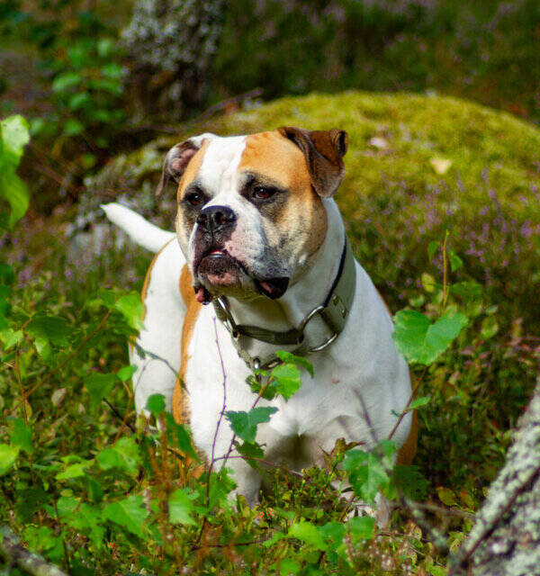 Hund - Amerikansk Bulldog Gabbi