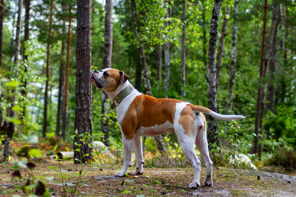 Hund - Amerikansk Bulldog Gabbi