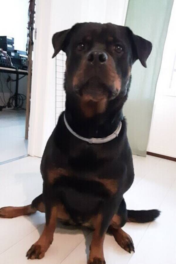 Hund - Rottweiler  tik 