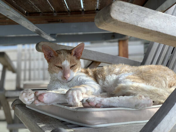 Katt - BEPPE Cornish rex-katt