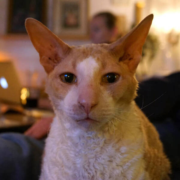 Katt - BEPPE Cornish rex-katt