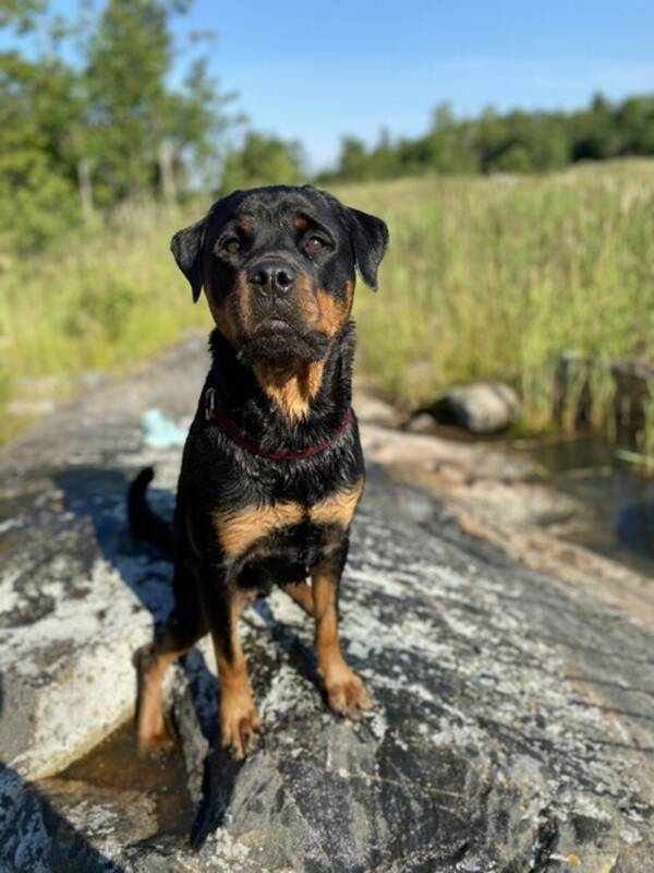 Hund - Rottweilern Cola 