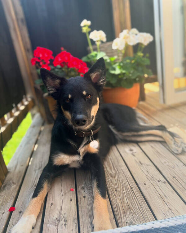 Hund - Lapska vallhunden Teija