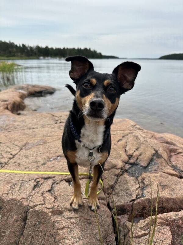 Hund - Blandingsterrier Kovu