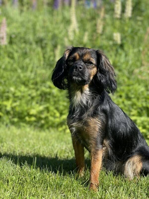 Hund - Cavalier blandning