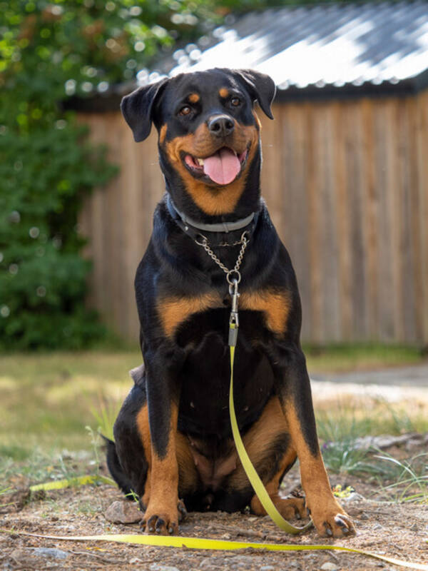 Hund - Rottweilern Dumla