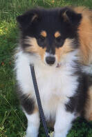 Långhårig collie flicka